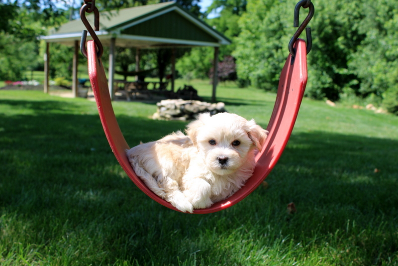 puppy, for, sale, Malsipoo, Matthew B. Stoltzfus, dog, breeder, Gap, PA, dog-breeder, puppy-for-sale, forsale, nearby, find, puppyfind, locator, puppylocator, aca